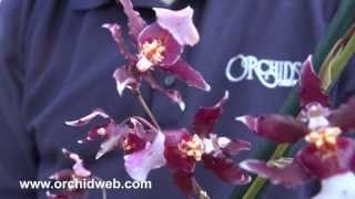 OrchidWeb  Aliceara Dragon Flight [upl. by Broida]