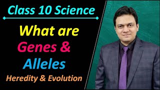 What are Genes and Alleles Class 10 Science Ch 9 Heredity and Evolution [upl. by Mandelbaum]