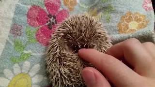 How to instantly calm a grumpy hedgehog [upl. by Evelina734]