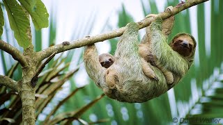 Super Cute Cuddling Mother and Baby Sloth [upl. by Bysshe]