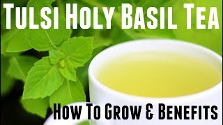 Holy Basil Tulsi Tea  How to Grow amp Life Changing Health Benefits [upl. by Calhoun656]