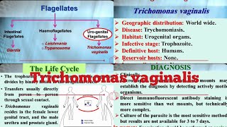 4 MEDICAL PARASITOLOGY Trichomonas vaginalis [upl. by Nivert554]