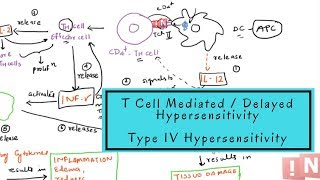 Type IV Hypersensitivity  T Cell Mediated OR Delayed Type Hypersensitivity [upl. by Noit]