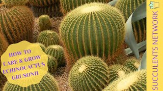 How To Grow amp Care For Echinocactus Grusonii [upl. by Sesilu492]