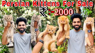 Persian Cats For Sale 2000₹  Persian Kittens Cheap Price  Cats for sale  persian cat  cats sale [upl. by Remle963]