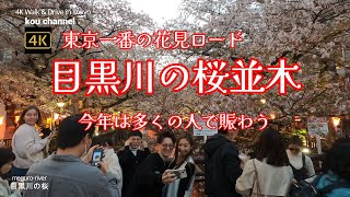 4K【目黒川の桜並木🌸大混雑】ぶらぶら散歩【外国人観光客が集まる東京一番の花見ロード】【夕暮れ時の提灯に明かりが灯る時間帯】【露店屋台が並ぶ～人気はイチゴ入りシャンパン】【ダイジェスト版】東京都目黒区 [upl. by Akenal399]