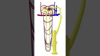 Glomerular filtration in kidney3d animation video [upl. by Ardeid]