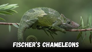 fischers chameleon Types Of Chameleon Species To Keep As Pets [upl. by Air]