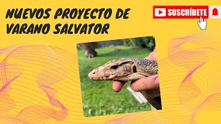 Nueva subespecie nuevo proyecto de varano salvator sidrap celebensis [upl. by Ahsrav]