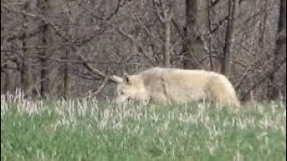 White Coyote Over Hill [upl. by Maurise]