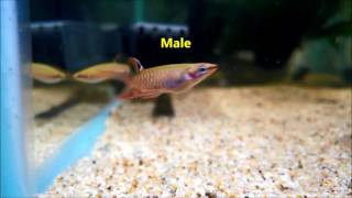 Splash tetras Copella arnoldi nuptial male and female new acquisition [upl. by Adeuga]