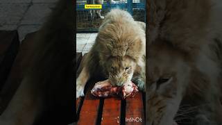 Lion feeding time animals zoogeography deer zoological subscribe lion shorts [upl. by Fitton]