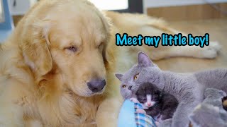 Mother Cat Introduces Newborn Kittens To The Golden Retriever Who Raised Her [upl. by Ebocaj257]