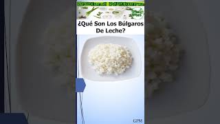 Qué Son Los Búlgaros De Leche youtubeshorts kefir probióticos [upl. by Byers131]