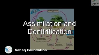 Ammonification and Nitrification Biology Lecture  Sabaqpk [upl. by Cimbura958]