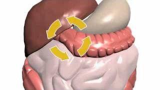 Propionate and Cholesterol [upl. by Sherourd]