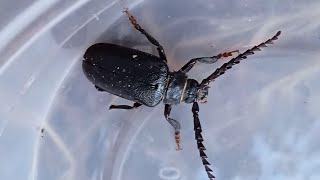 Prionus coriarius  Linnaeus 1758  Cerambycidae  Prione tanneur prione coriace longicorne [upl. by Enylorac788]