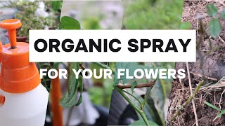 HOW TO NATURALLY KILL INSECTS AND APHIDS FROM ROSE PLANTS  HOMEMADE PESTICIDES organic [upl. by Icak180]