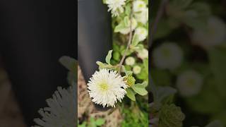 Fothergilla Major🤍💚🤍 nature trending shorts spring london relaxing [upl. by Boru]