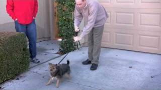 Correcting Dog Aggression [upl. by Iand]