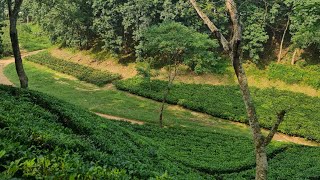 tour hills view and tea garden view [upl. by Kcir]