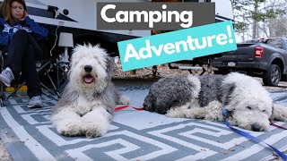 Old English Sheepdog Camping Trip [upl. by Pearse475]