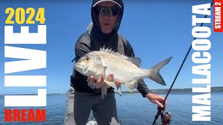 2024 BREAM Mallacoota  Day 2 Stream 2 [upl. by Asilim]