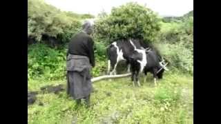 Rural agriculture life in bhutan  Bokkhim [upl. by Zerlina]