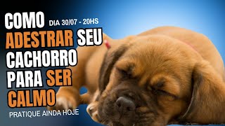 COMO ADESTRAR UM CACHORRO PARA SER CALMO  PASSO A PASSO NA PRÁTICA [upl. by Bonni]