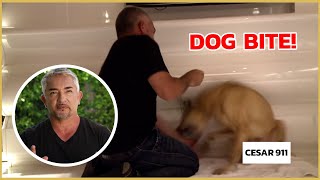 Cesar Millan gets bitten by an insecure dog  Cesar 911 [upl. by Jarad]