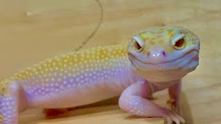 Basic Leopard Gecko Set Up  Tagalog [upl. by Einohpets106]