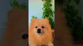 ytshorts youtubeshorts doglover poms pomlove cute [upl. by Neirol]