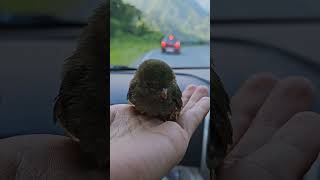 New zealand bellbird nature arunachalpradesh travellittlebirdsindia [upl. by Alger621]