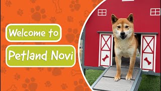 Welcome to Petland Novi [upl. by Solim335]