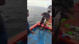 Catching TUNA FISH fishing [upl. by Ettennad]