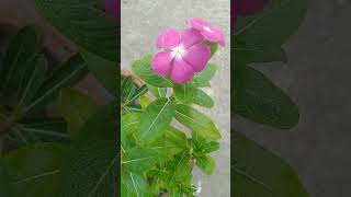 Noyontara🌸🌸 nature flowers garden viralvideo foryou viralshorts [upl. by Avika]