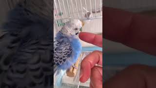 インコのほっぺをカキカキしたい人間と、されたくないインコ。 bird budgies budgerigar セキセイインコ [upl. by Anirav612]