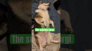 The snoring corgi [upl. by Haziza472]