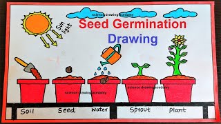 seed germination drawing easy to make step by step  science drawing academy [upl. by Cataldo]