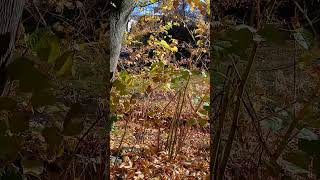 Scarsdale leafblowers out of control on Veterans Day 111124 Blowing leaves into stream [upl. by Akemor500]