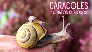 LOS CARACOLES 🐌10 COSAS SOBRE LOS CARACOLES 🐌 DATOS CURIOSO DE LOS CARACOLES caracoles [upl. by Natividad]