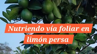 Nutrición vía foliar para fruta de calidad🍋🍋‍🟩 [upl. by Idnic]