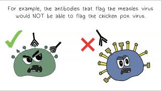 Antigens amp Antibodies [upl. by Jake13]