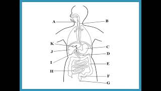 Combined Science  Biology  Human Alimentary Canal  Dr Hanaa Assil [upl. by Aniroc793]