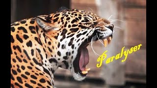 Panthera onca  Jaguars tribute  Paralyser [upl. by Nathaniel]