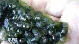 Ambystoma mexicanum Reproduccion 1 apareamiento y desove [upl. by Les495]