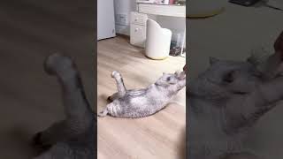 cute cats baby kitten cute moment❤️💕hellomochi cat cute kitten kucing kitty cats mochicat [upl. by Fitting]