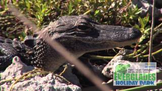 Everglades Holiday Park Airboat Tours amp The Gator Boys [upl. by Rotsen]