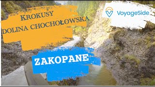 Dolina Chochołowska  Krokusy Zakopane [upl. by Curley]