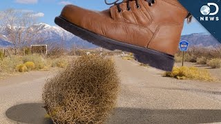 America’s War On Tumbleweeds [upl. by Lletnom278]